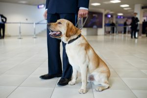 a labrador dog for detecting drugs at the airport standing near the customs guard